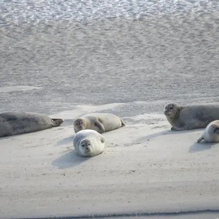 Apartment Nordlicht Mit Balkon 1 Stock